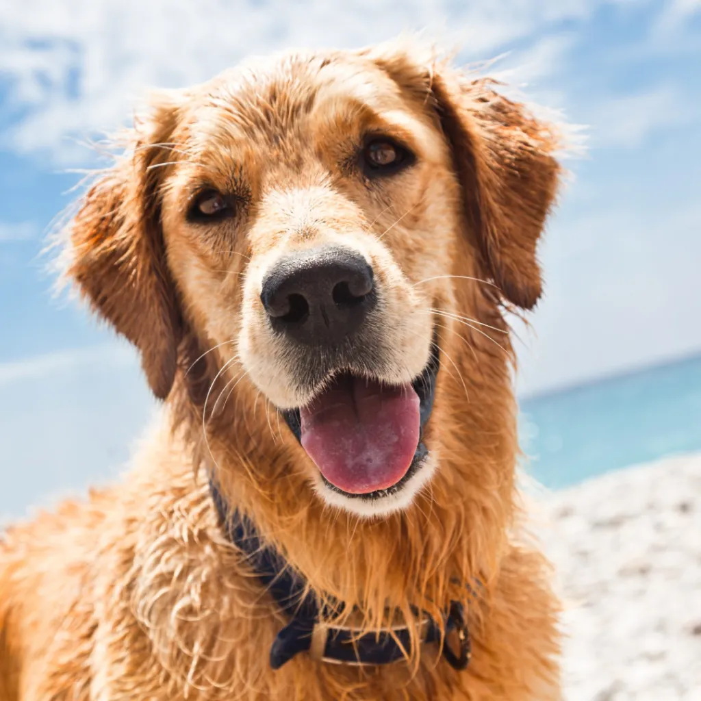 Trasformare una oto in stile studio ghibli 1